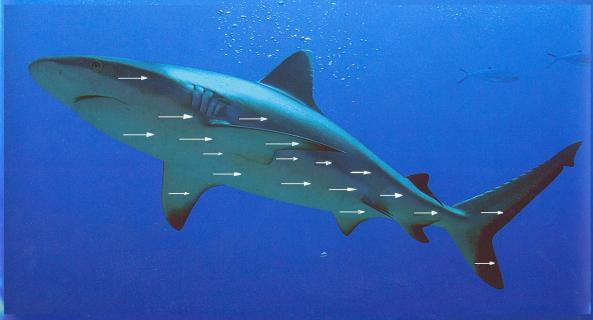 Kliknij by otrzymać powiększony obraz